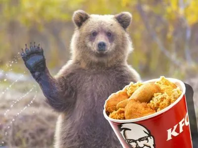 В США медведь проник в дом, чтобы полакомиться крылышками с KFC