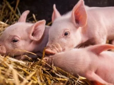 Rabobank: 2022 год будет непростым для свиноводства