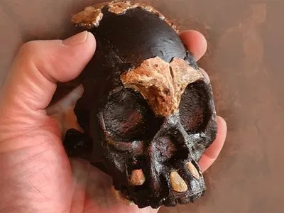 У Африці знайшли череп дитини з виду Homo naledi