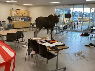 Разбил окно и сорвал урок: в Канаде лось ворвался в школу