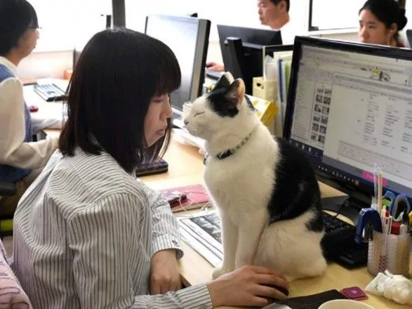 В Токио руководство компании “наняло на работу” котов