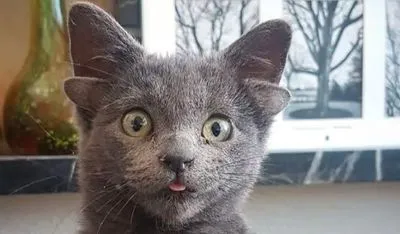 В Турции кот с четырьмя ушами нашел дом и стал звездой соцсетей
