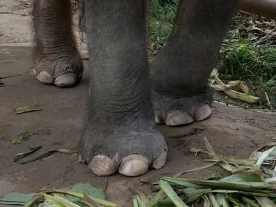 В Таиланде раненый слон затоптал репортера