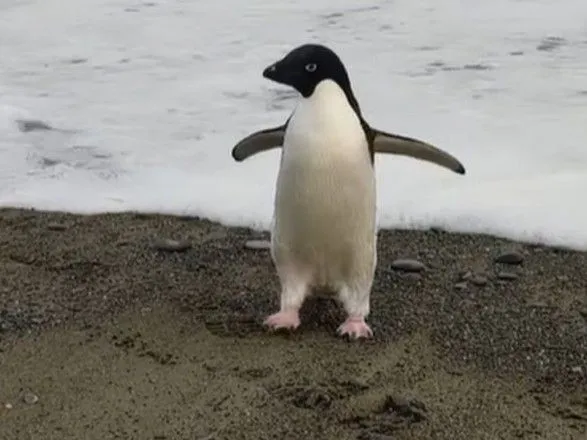 Редкий антарктический пингвин случайно забрел в Новую Зеландию