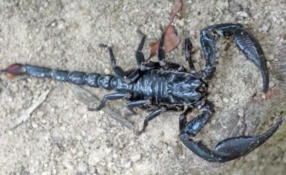 В Египте более 400 человек ранены укусами скорпионов, трое погибли