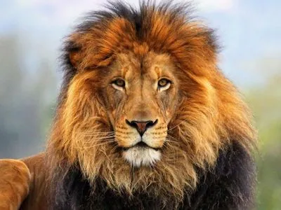 “Царь, я люблю тебя!”: В Нью-Йорке посетительница зоопарка залезла в вольер ко льву и призналась ему в любви