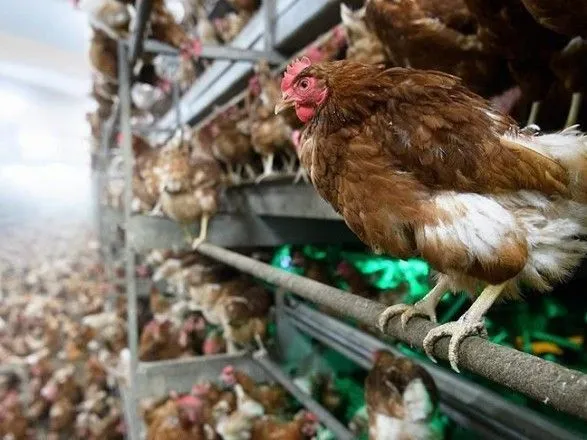 В Японии уничтожат 155 тыс. кур из-за вспышки птичьего гриппа