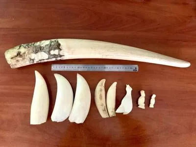 На Киевской таможне в посылках обнаружили бивень моржа и зубы кашалотов