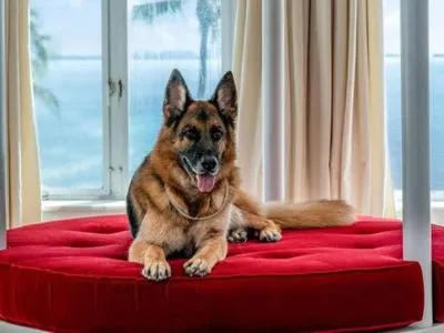 В Майами самая богатая собака мира “продает” свое поместье, ранее принадлежавшее Мадонне