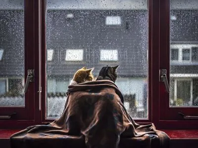 Осень попрощается с украинцами дождями с мокрым снегом - синоптики