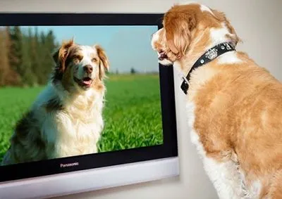 У Великій Британії створили телеканал для собак, який допоможе тваринам боротися зі стресом