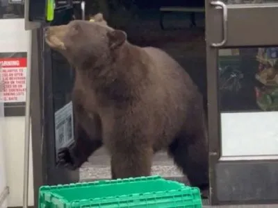 У США ведмідь зайшов до супермаркету та скористався антисептиком