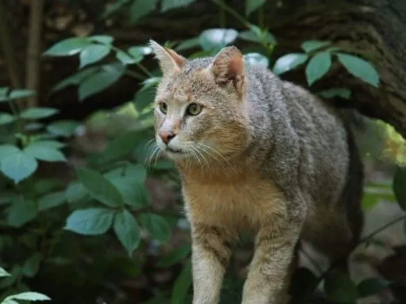 Сотрудники Лесной службы Индии спасли детенышей редкой кошки