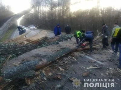 Ураган повалил деревья в Черниговской области: заблокировано несколько трасс