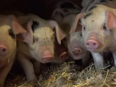 Англичане спасают от вымирания свиней древнейшей породы