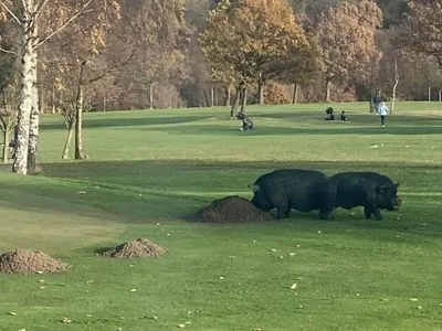 На гольф-клуб у Великій Британії напали свині: двоє людей поранено