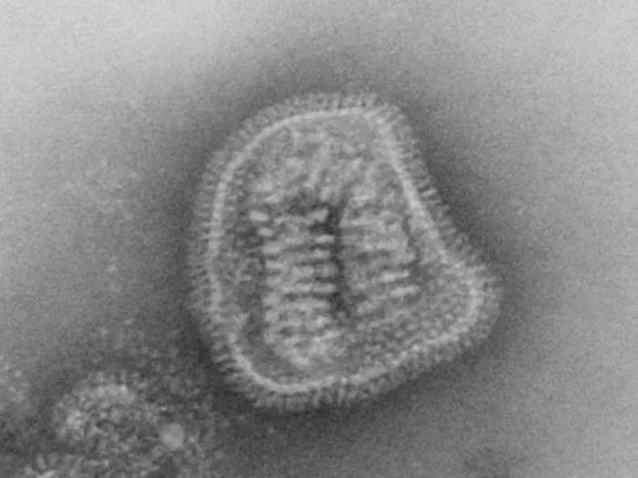 Дослідження: вчені виділили варіації генів імунної системи, які захищають європейців від грипу