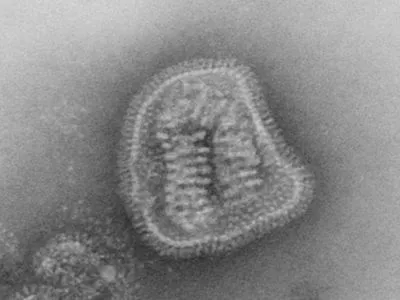 Исследование: ученые выделили вариации генов иммунной системы, которые защищают европейцев от гриппа