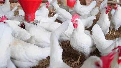 Франция сообщила о вспышке высокопатогенного птичьего гриппа на ферме