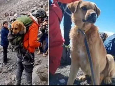 Группа альпинистов спасла собаку с самой высокой горы Мексики