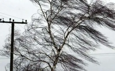 В Севастополе ветер повалил деревья и повредил авто, было парализовано движение транспорта
