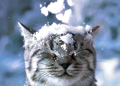 Буде сніжно, вітряно і тепло: синоптики дали прогноз на другий день грудня