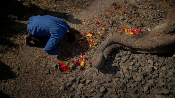 Поезд убил двух слонов, которые шли по рельсам на северо-востоке Индии