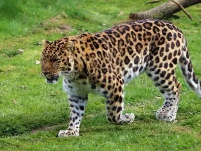 В Індії леопард увірвався до школи та напав на учня