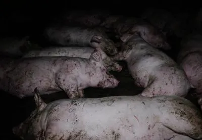 Купирование хвостов без анестезии: зоозащитники показали жизнь свиней на фермах