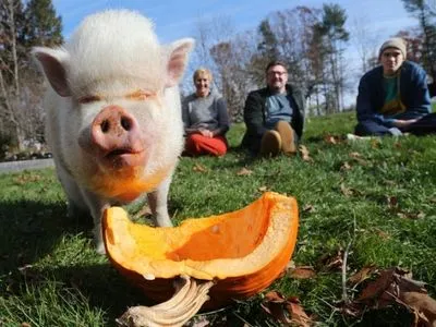 Она умна, в меру сварливая и добрая: американцы содержат 90-килограмовую свинью дома