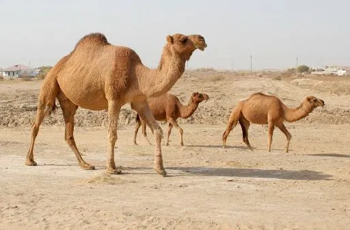 В Саудовской Аравии десятки верблюдов отстранили от конкурса красоты из-за инъекций ботокса
