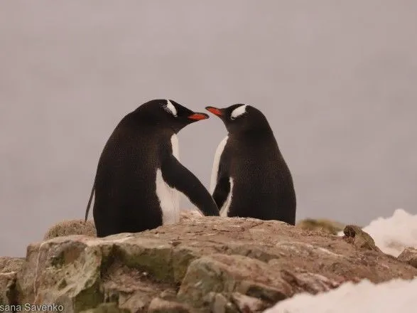 "Очень смешные и неуклюжие": вблизи украинской антарктической станции родились первые пингвинята