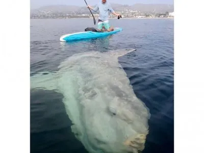 У Каліфорнії чоловіки зустріли величезну рибу-місяць, коли каталися на сапсерфах
