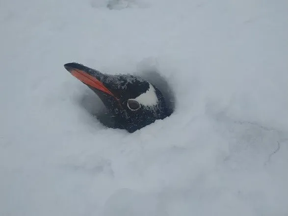 bilya-stantsiyi-vernadskiy-vipala-rekordna-kilkist-snigu-zasipalo-gnizda-pingviniv
