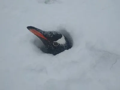 Возле станции "Вернадский" выпало рекордное количество снега: засыпало гнезда пингвинов