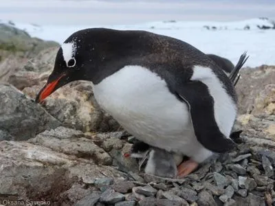 Українські полярники показали новонароджених пінгвіненят