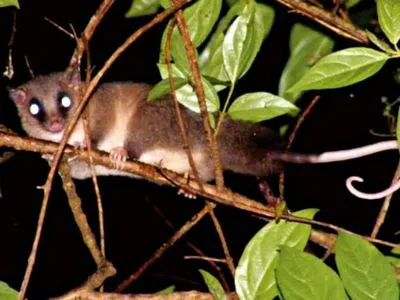 В Панаме исследователи обнаружили новый вид сумчатых животных