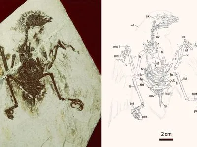 Дослідники виявили скам'янілість птиці віком 120 млн років
