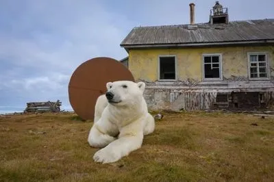Полярні ведмеді захопили метеорологічну станцію в Чукотському морі