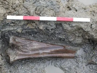 У Британії археологи виявили рештки мамонтів віком понад 200 тисяч років