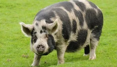 У США поліція розшукує 100-кілограмову свиню