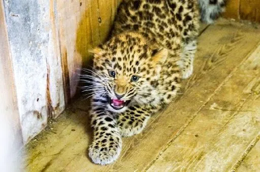 У Індії фермер підібрав покинутих кошенят, а вони виявилися малюками леопарда