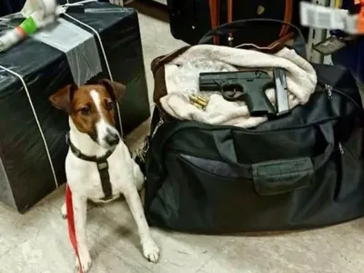 Наркотики, оружие и янтарь: в таможне рассказали о находках служебных собак