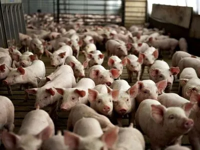 В Украине сократилось поголовье свиней - Госстатистики
