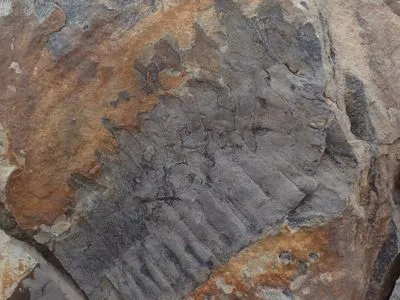 Ученые обнаружили окаменелость гигантской многоножки - открытие было чистой случайностью