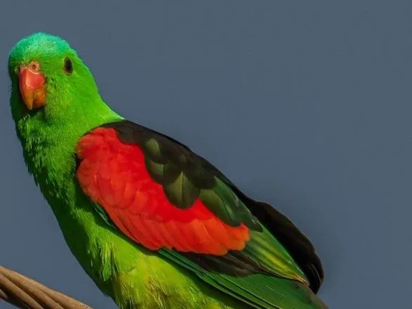 В Австралии попугаи наедаются ферментированных манго и пьянеют