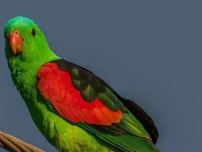 В Австралии попугаи наедаются ферментированных манго и пьянеют