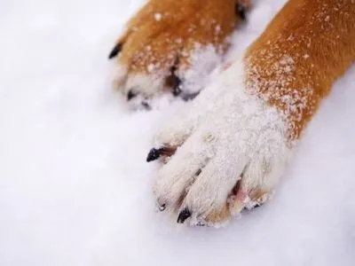 В Днепре полицейские спасли бездомную собаку, которая замерзала