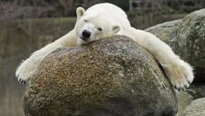 У Берліні померла найстаріша біла ведмедиця Європи