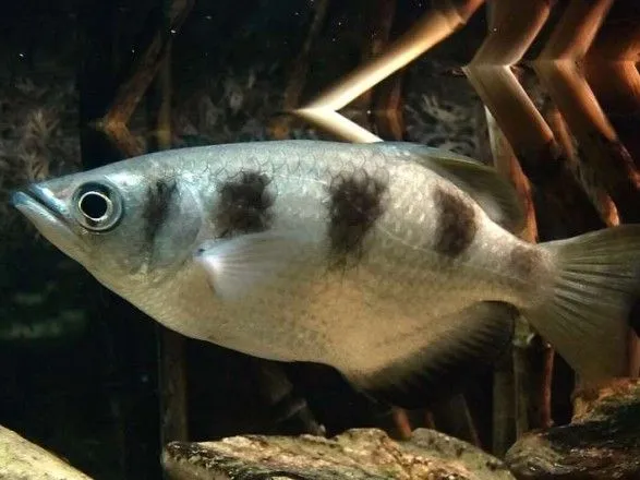Науковці виявили у риб здібності до математики
